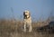 dog sitting in a field on a yellow dry grass near the human\'s feet