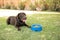 Dog sitting in front of food in bowl