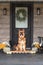 Dog Sitting on Front Porch Decorated for Thanksgiving Day