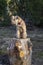 The dog is sitting on a large stump in the woods, illuminated by the sun