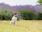 dog sitting in the lavender field