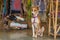 The dog is sitting at market in India, North Goa, Arambol
