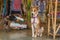The dog is sitting at market in India, North Goa, Arambol