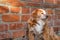 Dog sitting near brick wall. Closeup of a mix breed red dog or mongrel mutt. Homeless lonely animal to care