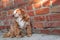 Dog sitting near brick wall. Closeup of a mix breed red dog or mongrel mutt. Homeless lonely animal to care