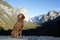 Dog sitting obediently in yosemite