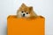 Dog sitting in orange box on white background. thoroughbred purebred Pomeranian spitz. animal shelter.