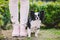 Dog sitting at owners feet. Close up of chihuahua dog. Chihuahua dog guards the owner. Female legs and little funny long hair dog