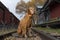 Dog sitting on railway tracks in vintage station