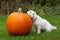 Dog sitting and resting chin on pumpkin