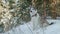 Dog sitting on snow in winter forest. Cute dog in snowy forest on coniferous trees landscape at winter walk.