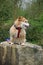 Dog sitting on stone