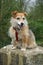 Dog sitting on stone