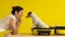 Dog is sitting in a suitcase next to a laughing woman on a yellow background. The girl is going on a trip with a pet