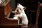 dog, sitting on top of grand piano, playing rock ballad with its paw