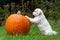 Dog sitting and touching pumpkin with paws