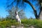 Dog sitting by a tree in the super bloom