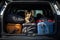 Dog sitting trunk car resort. Generate Ai