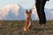 Dog sitting and waiting for command from its owner with mountains in background