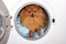 Dog sitting in a washing machine. Pomeranian orange spitz on white background. Laundry