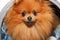 Dog sitting in a washing machine. Pomeranian orange spitz on white background. Laundry