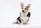 dog sitting Welsh Corgi breed in full growth