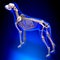 Dog Skeleton - Canis Lupus Familiaris Anatomy - perspective view