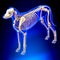 Dog Skeleton - Canis Lupus Familiaris Anatomy - perspective view