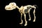 Dog skeleton model