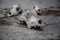 Dog skulls on cracked stone ground