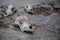 Dog skulls on cracked stone ground