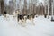 Dog sled racing. Husky harnessed to a sled run through the winter forest.