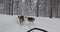 Dog sled ride in Finland