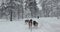 Dog sled ride in winter arctic forest