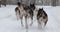 Dog sled ride in winter arctic forest