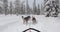 Dog sled ride in winter arctic forest