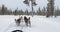 Dog sled ride in winter arctic forest