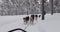 Dog sled ride in winter arctic forest