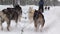 Dog sled ride in winter arctic snowy forest