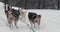 Dog sled ride in winter nordic forest