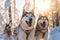 A dog sledding adventure in a snowy forest for lovers of winter beauty