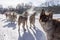 Dog sledding is a good chance to experience beautiful Mongolian winter.