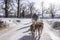 Dog sledding is a good chance to experience beautiful Mongolian winter.