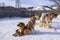 Dog sledding is a good chance to experience beautiful Mongolian winter.