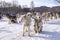 Dog sledding is a good chance to experience beautiful Mongolian winter.