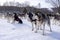 Dog sledding is a good chance to experience beautiful Mongolian winter.