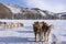 Dog sledding is a good chance to experience beautiful Mongolian winter.