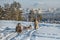 Dog sledding is a good entertainment for citizens of Yakutsk