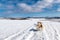 Dog sledding Husky running