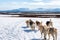 Dog sledding Husky running